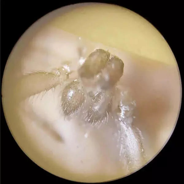 Microscópio Portátil Brinccar